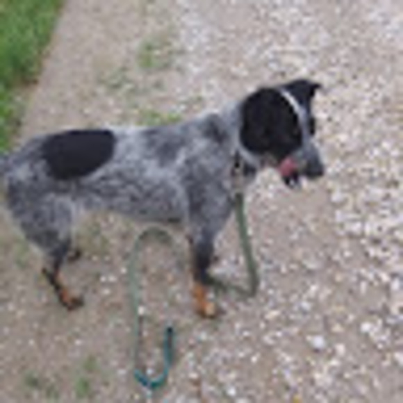 Meet your Posher, Ella - Picture 1 of 1